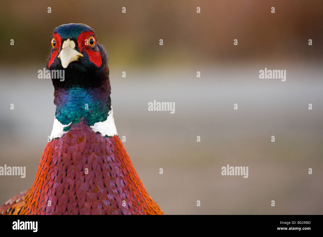 Le faisan commun (Phasianus colchicus) aussi connu comme le faisan de Colchide Banque D'Images