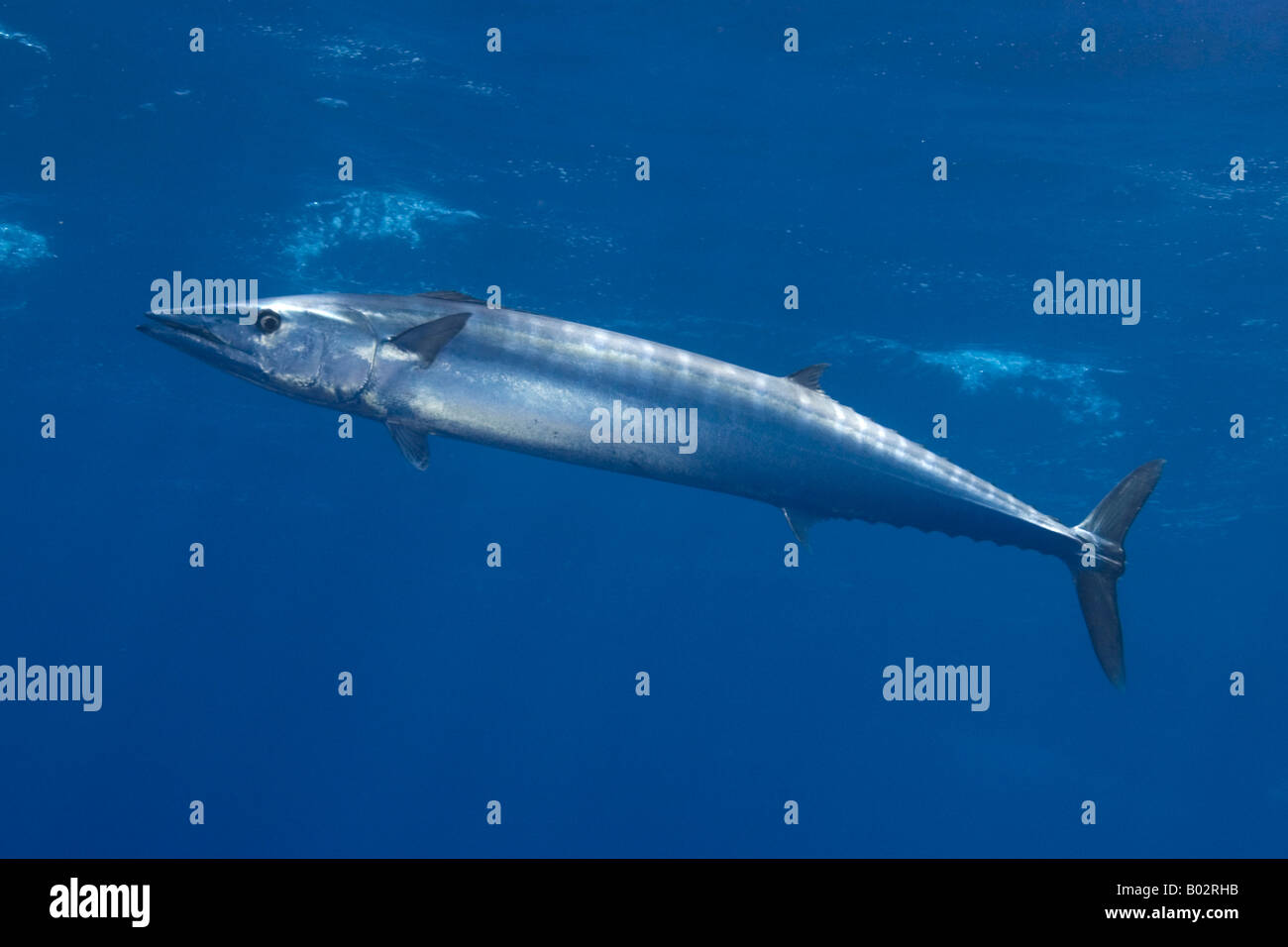 Socorro islands îles Revillagigedo, océan Pacifique, mer, plongée, plongée sous-marine, Blue Water, l'eau claire et profonde, la vie marine, wahoo Banque D'Images