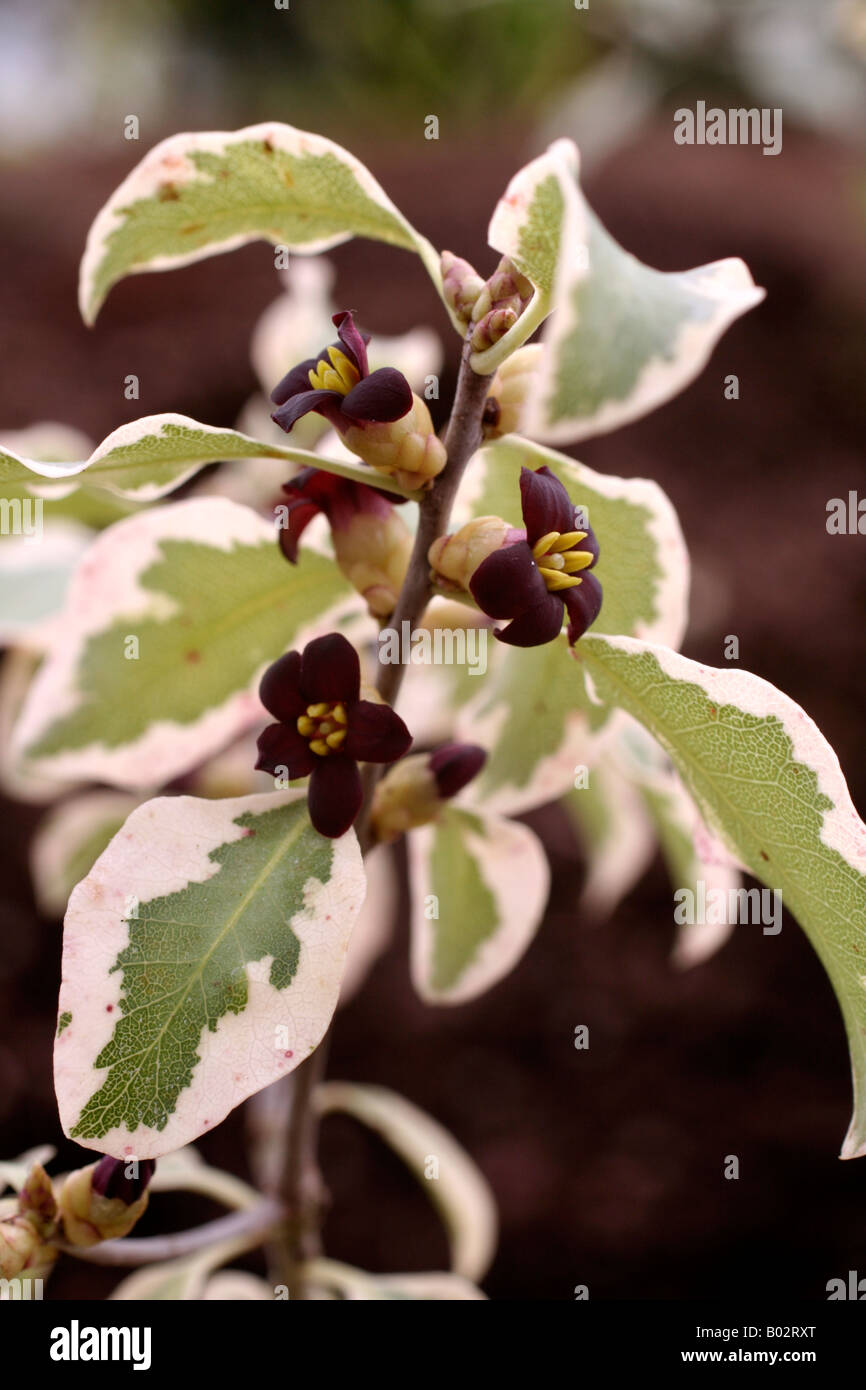 Pittosporum Tenuifolium Variegatum Pittospore A Petites