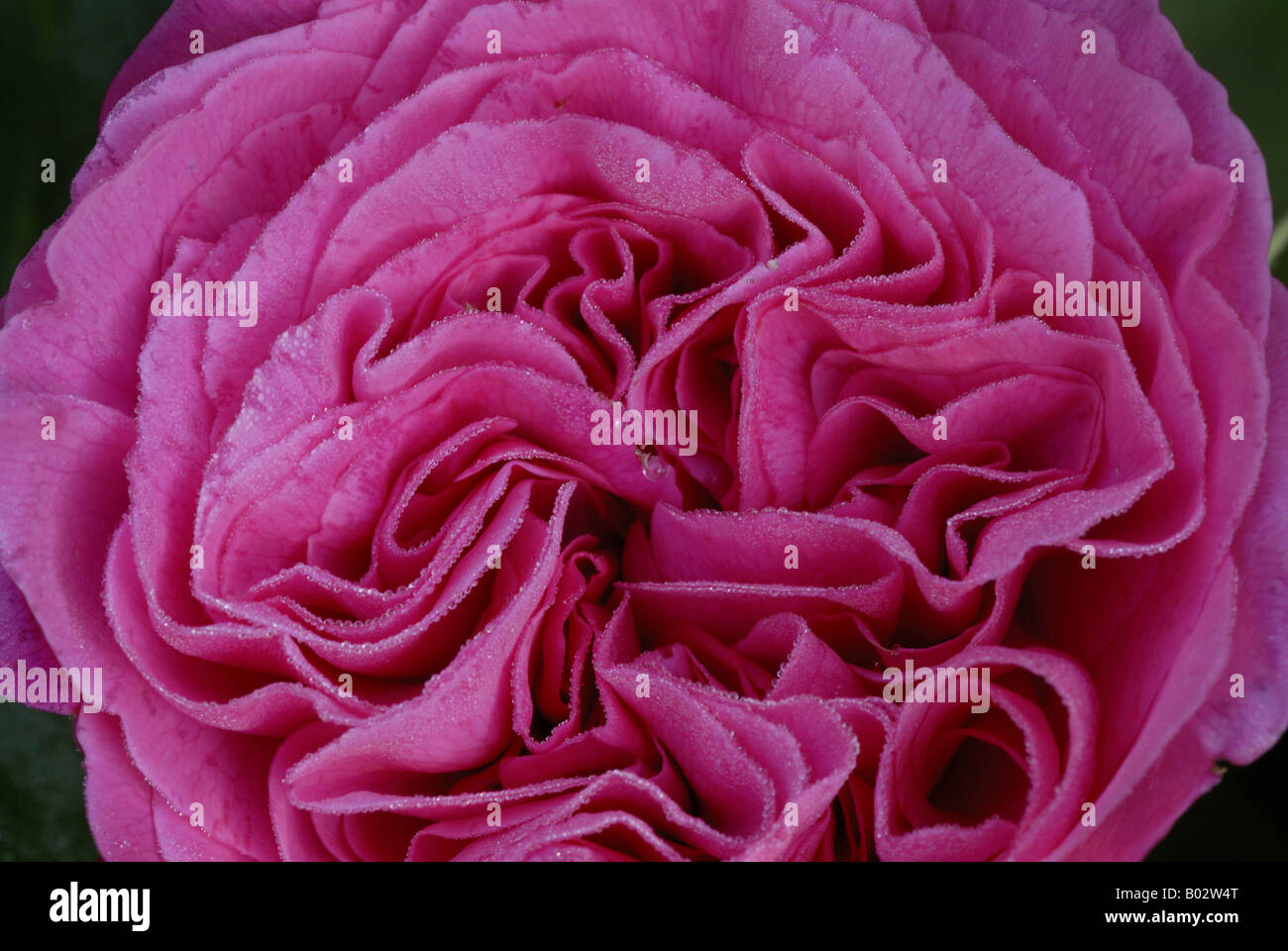 Old English Rose, Gertrude Jekyll. Close-up de pétales. Banque D'Images