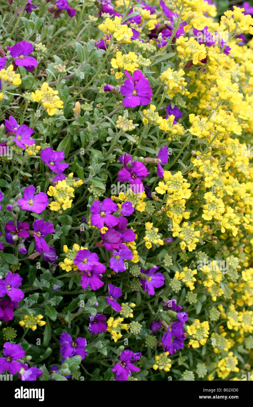 ALYSSUM SAXTILE AUBRETA ET X CULTORUM SÈCHE SUR UN MUR ORIENTÉ VERS LE NORD MAIS OUVERTE Banque D'Images