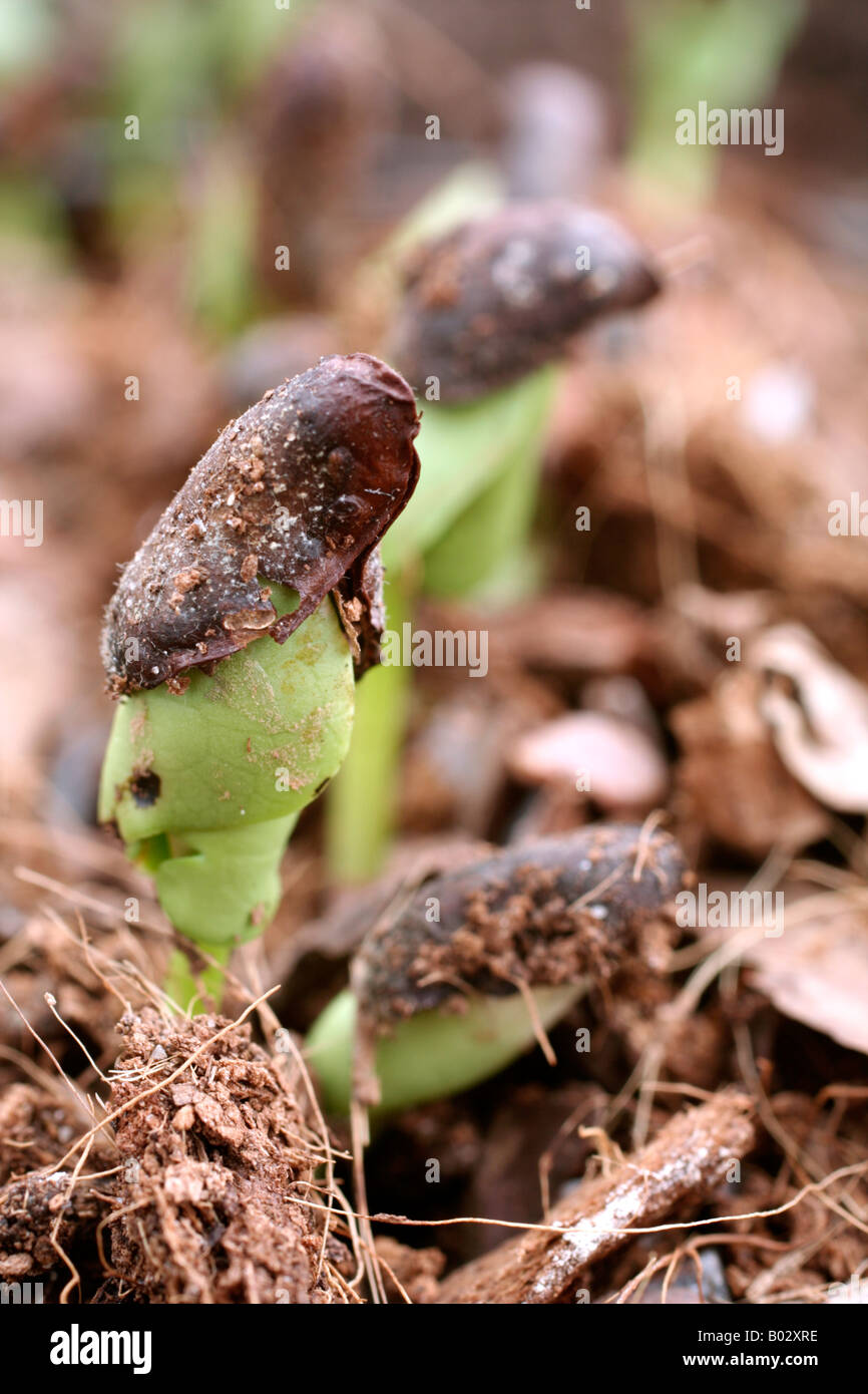 GERMANTING Chimonanthus praecox DE SEMIS Banque D'Images