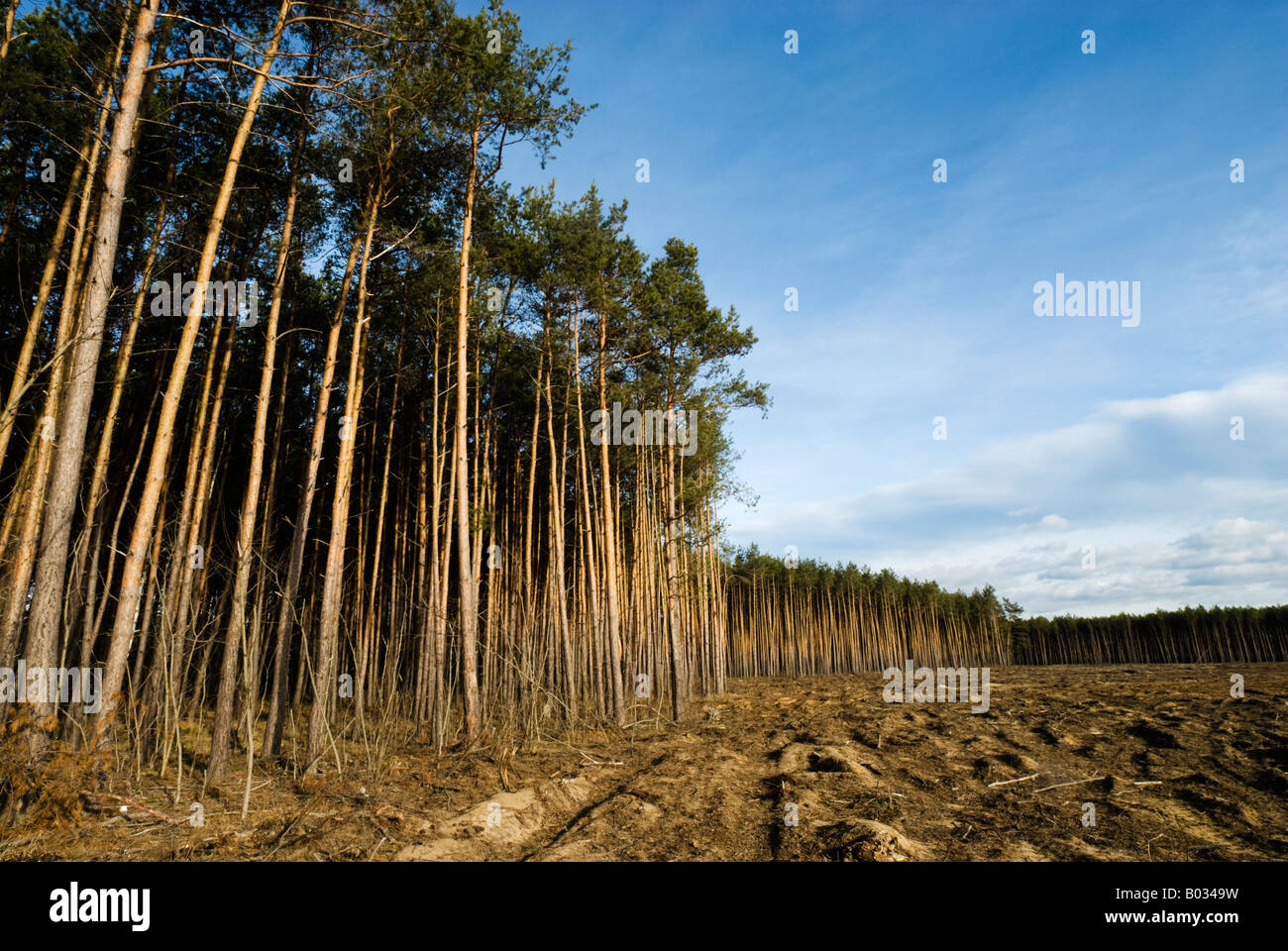 L'exploitation forestière d'une forêt en Slovaquie, l'Europe de l'Est Banque D'Images