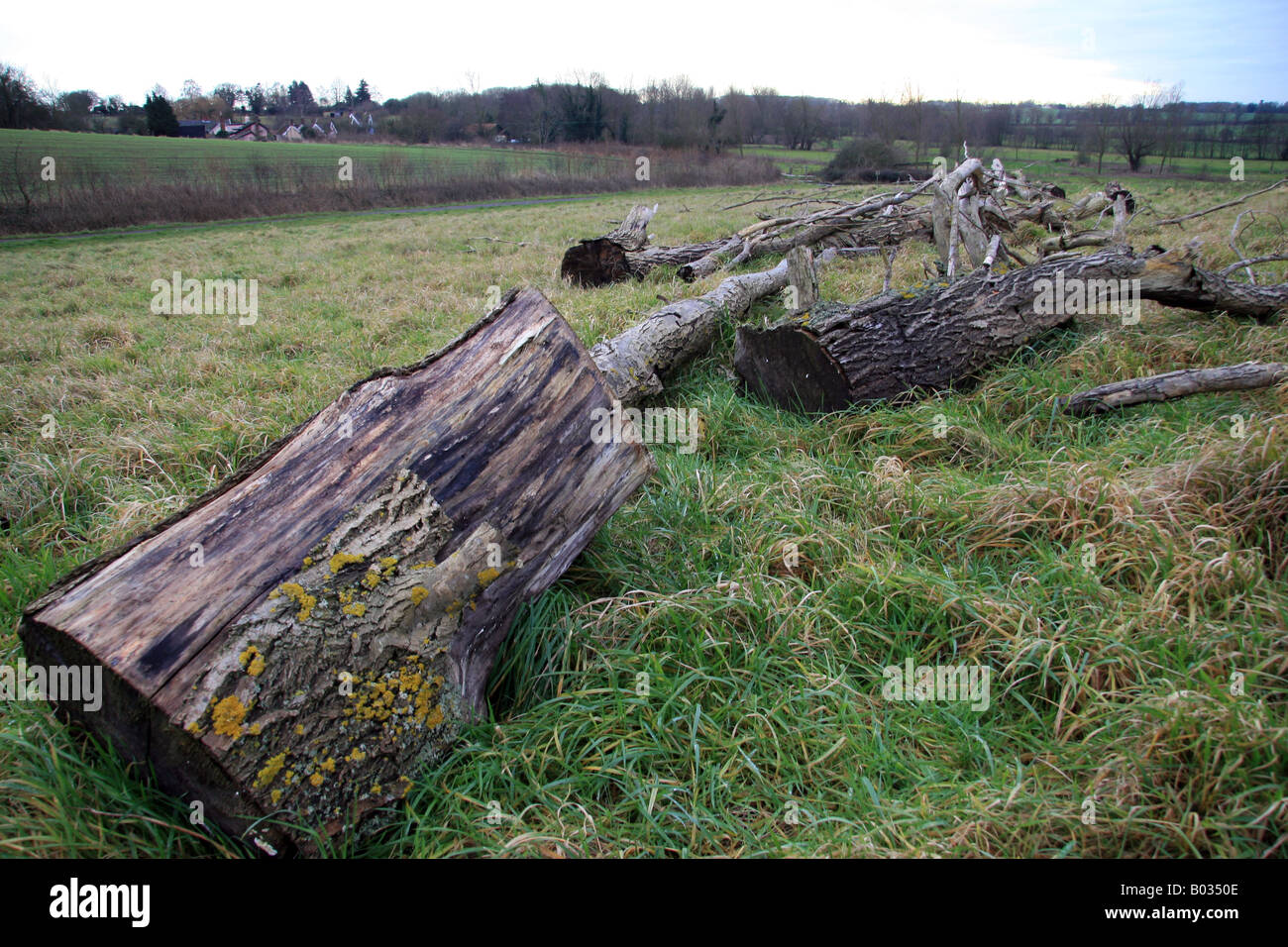 Certains plutôt vieux grand bois abattus jette sur l'herbe Banque D'Images