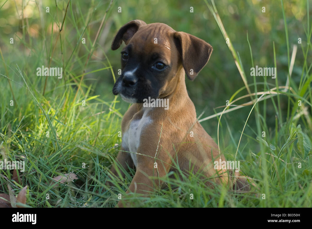 Chien Chiot Boxer rouge dans l'herbe Banque D'Images