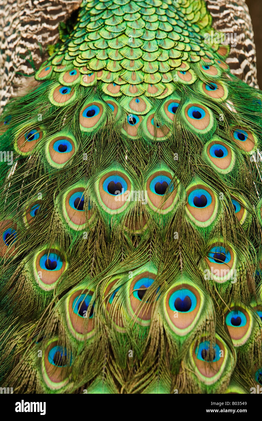 Peacock en étroite venant de l'arrière. Banque D'Images