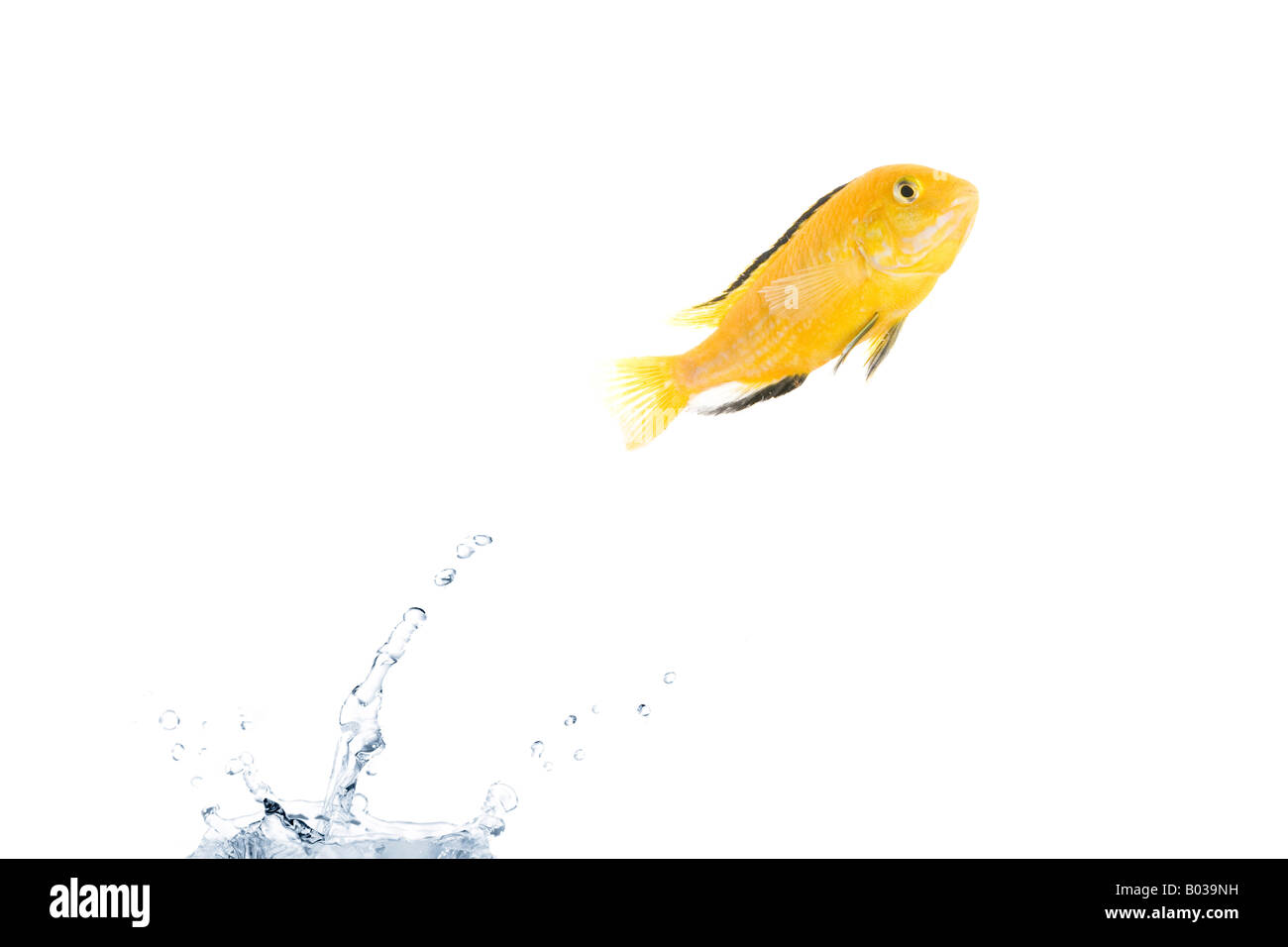 Poisson jaune saute hors de l'eau photo studio isolé plein Photo Stock -  Alamy