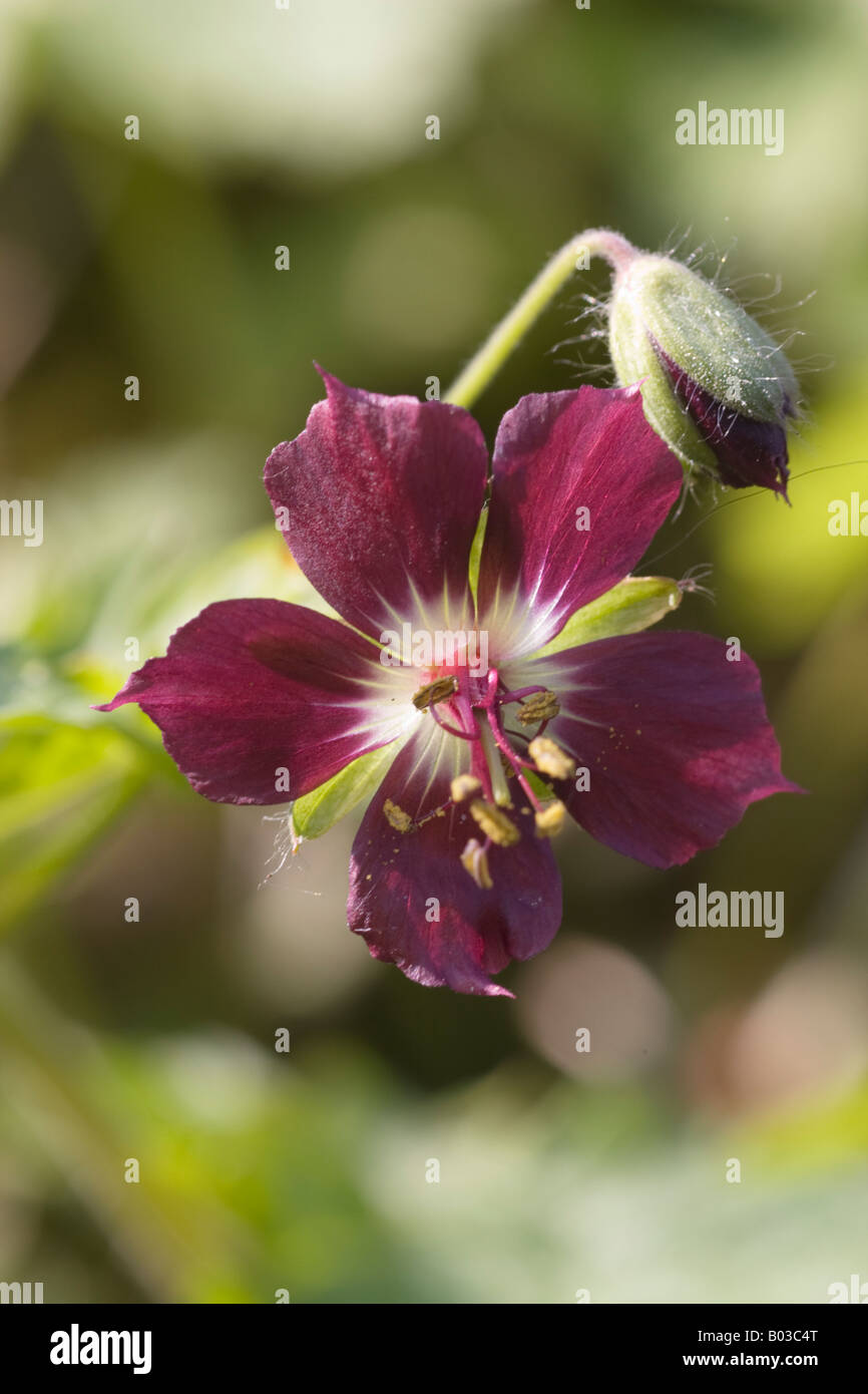 Libre d'un pourpre foncé Dusky Crane's-bill, géranium phaeum, fleur et bud. C'est un géranium vivace qui se développeront dans l'ombre à sec Banque D'Images