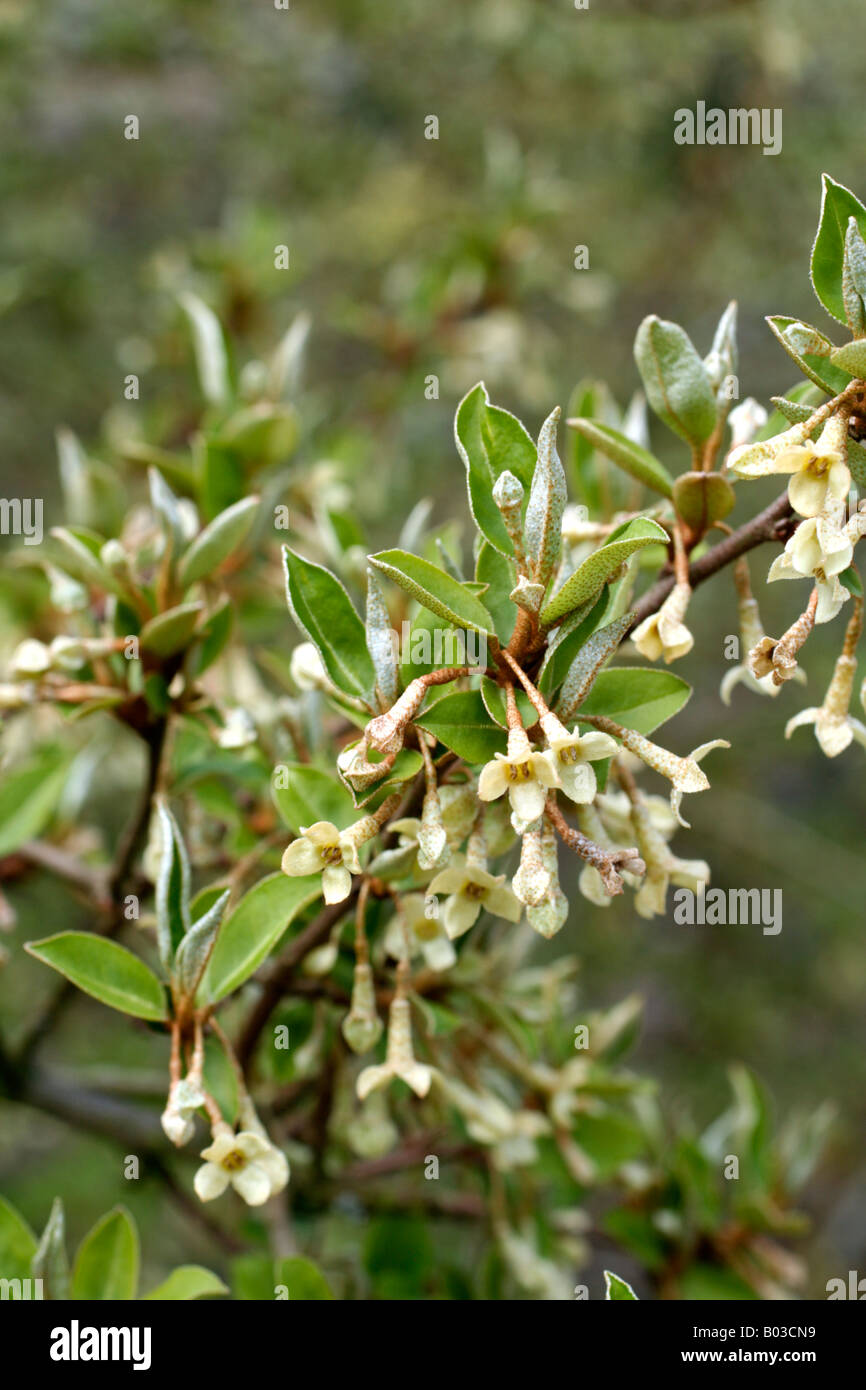 Elaeagnus Stock Photos Elaeagnus Stock Images Alamy