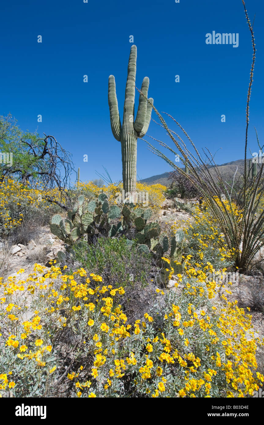 Cactus Saguaro et Canegiea Brittlebush gigantea et Encelia farinosa Banque D'Images