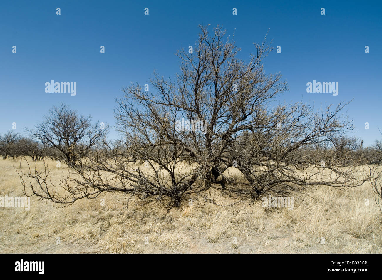 En hiver arbres Mesquite Arizona USA Banque D'Images