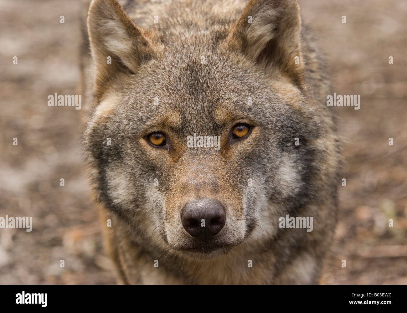 Stare loup Banque D'Images Stare loup Banque D'Images