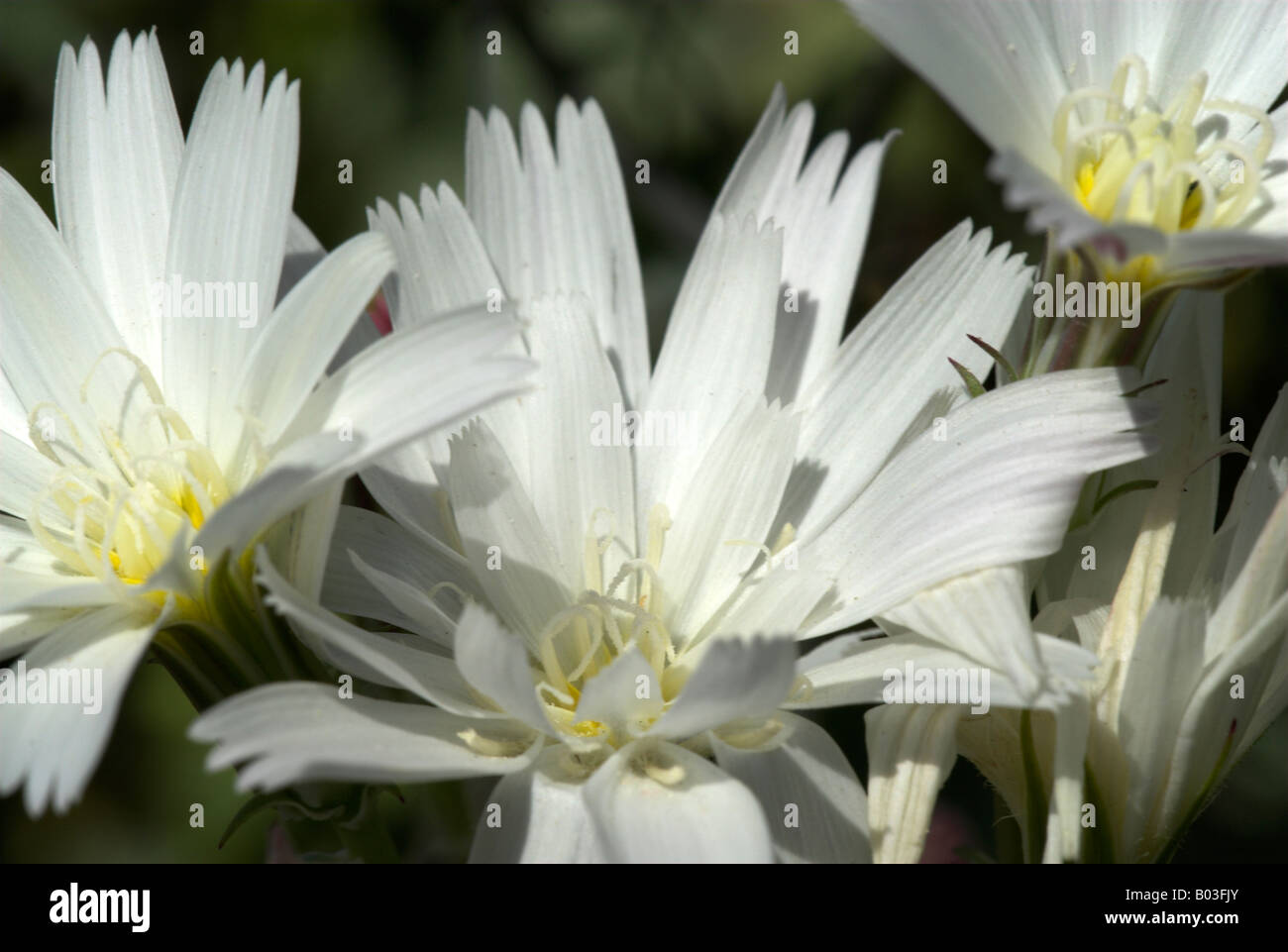 Un gros plan de quelques fleurs sauvages du désert blanc, chicorée ( Rafinesquia neomexicana ). Banque D'Images