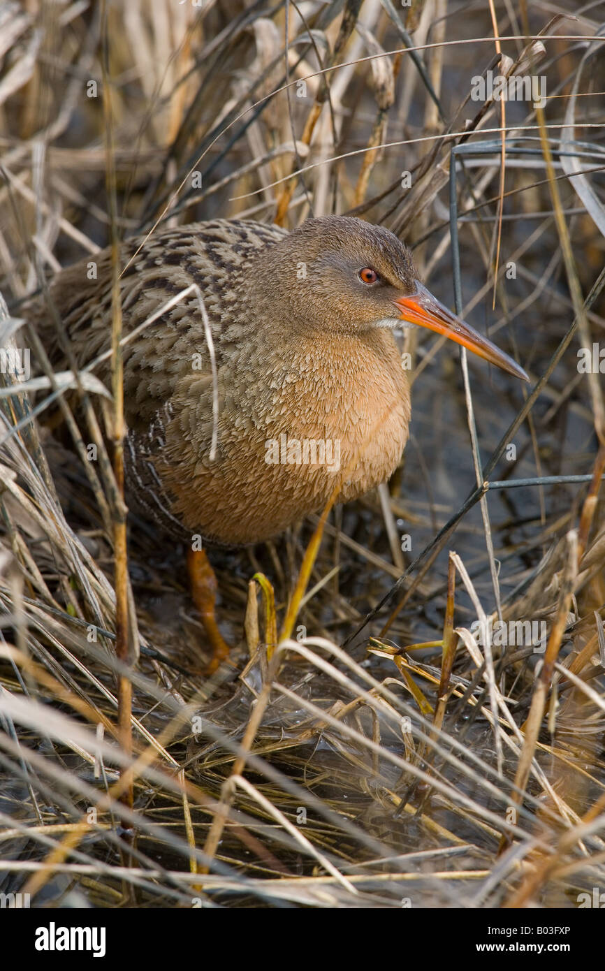 Râle gris (Rallus longirostris) Banque D'Images