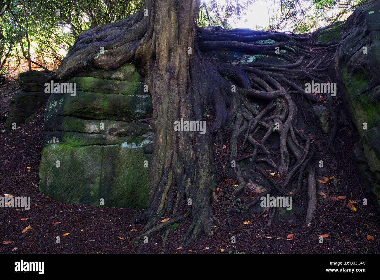 Arbre d'If Taxus baccata et racines Wakehurst Place Surrey UK Banque D'Images