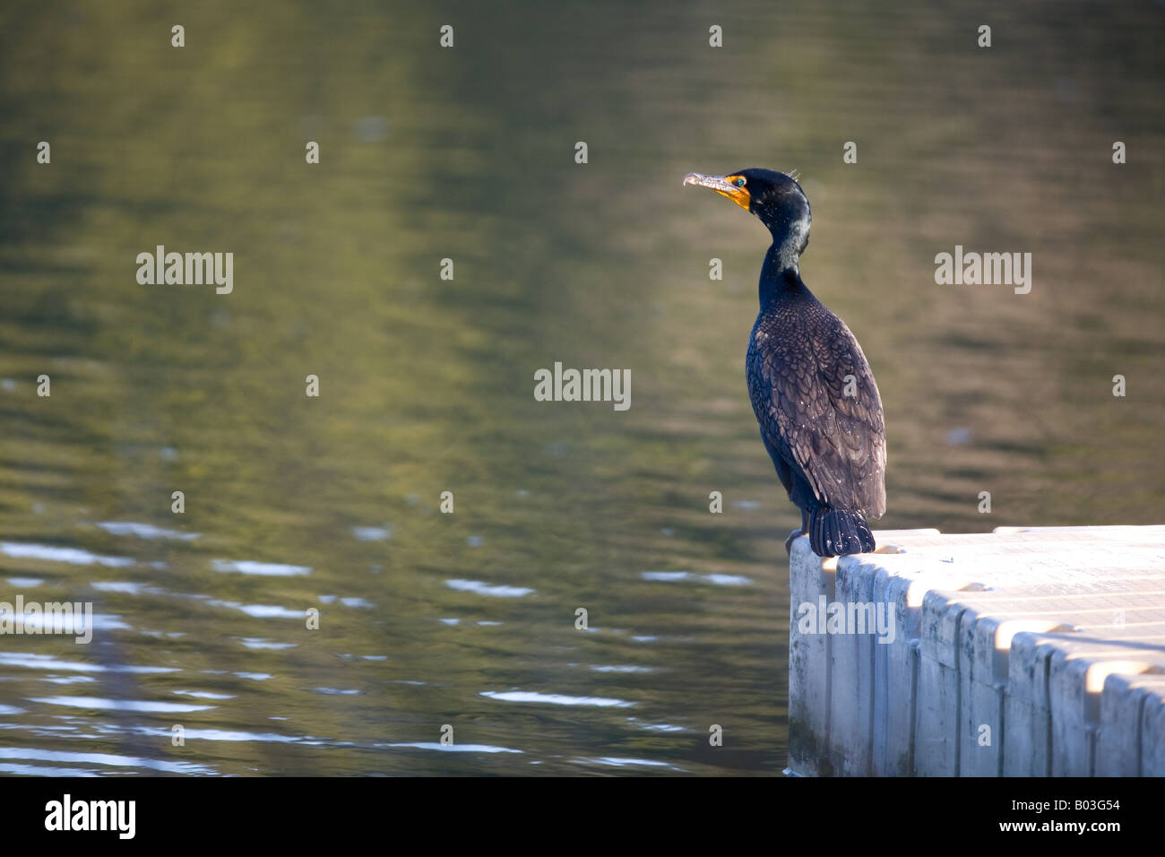 Le cormoran à aigrettes (Phalacrocorax auritus) Banque D'Images