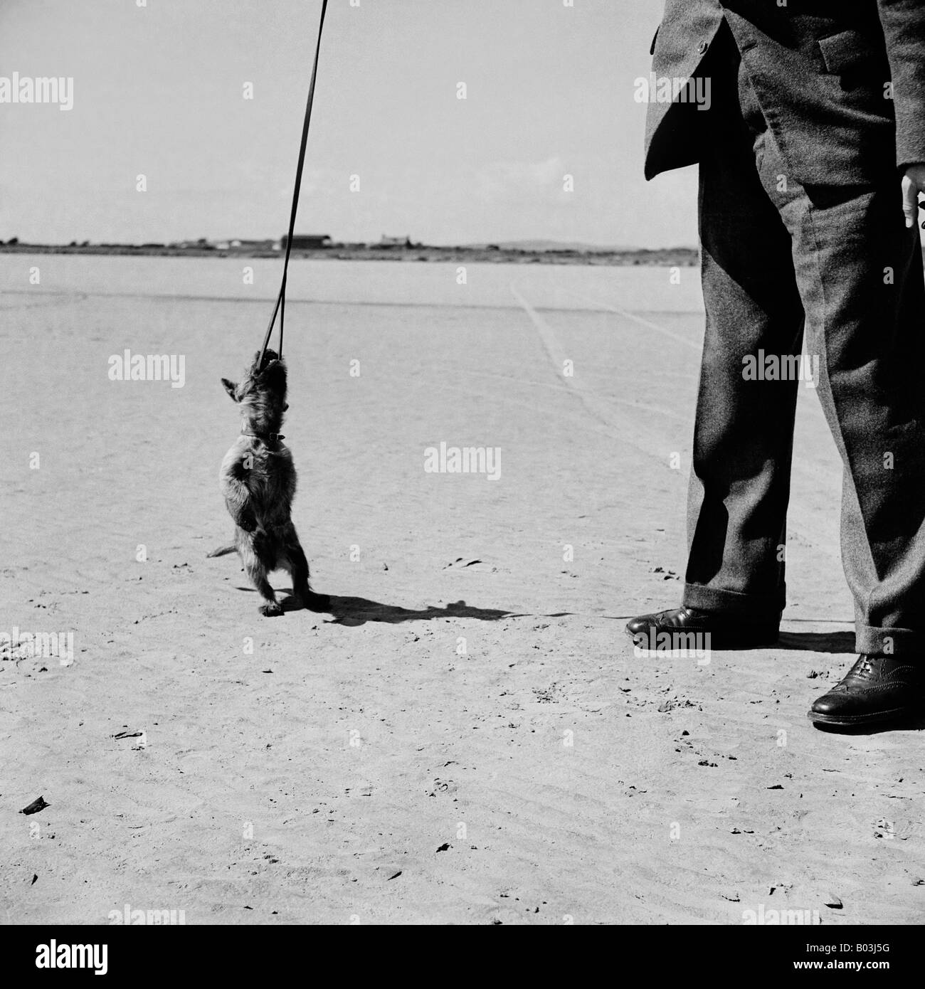 OLD VINTAGE SNAPSHOT FAMILLE PHOTOGRAPHIE DE PETIT TERRIER PUPPY DOG CHEWING SUR LE PLOMB Banque D'Images