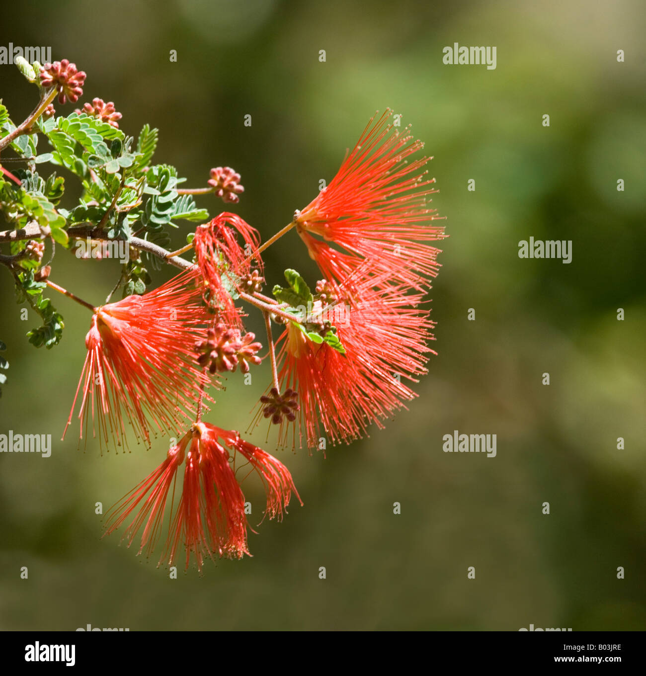 Baja Fairy Duster (Calliandra californica), des légumineuses, le sud de la Californie, USA Banque D'Images