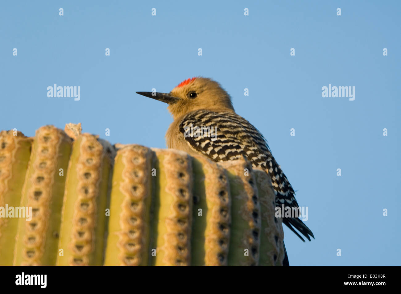 Gila Woodpecker Melanerpes uropygialis Arizona USA Banque D'Images