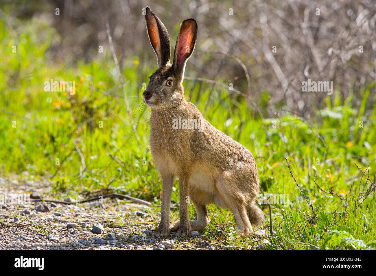 Black-tailed jackrabbit (Lepus californicus) à la préservation de la nature Lucy Evans Baylands Nature Palo Alto Banque D'Images