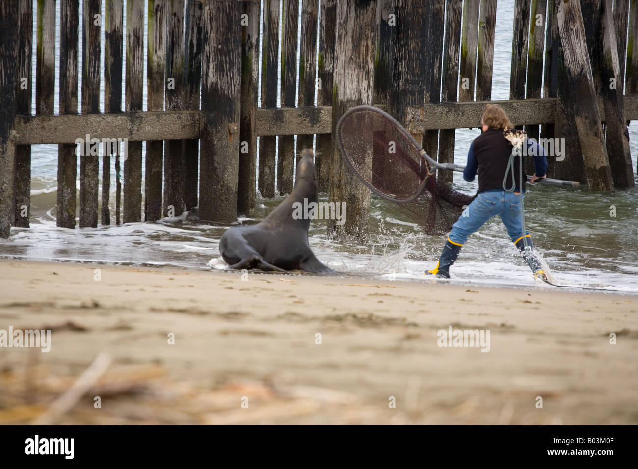 Marine Mammal Center volunteer tente de sauver un lion de mer blessés Banque D'Images