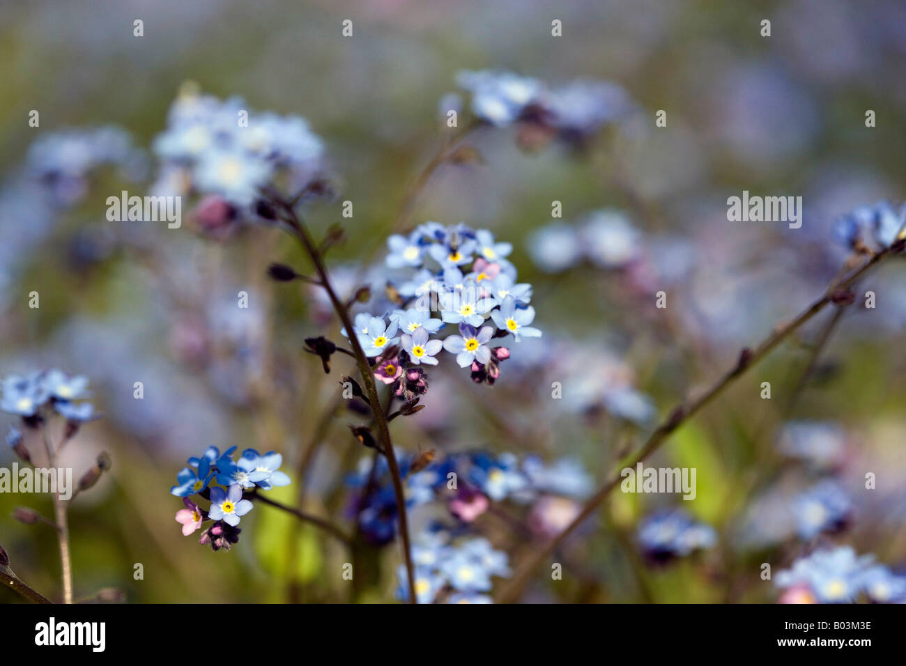 Forget-me-nots dans le soleil du printemps Banque D'Images