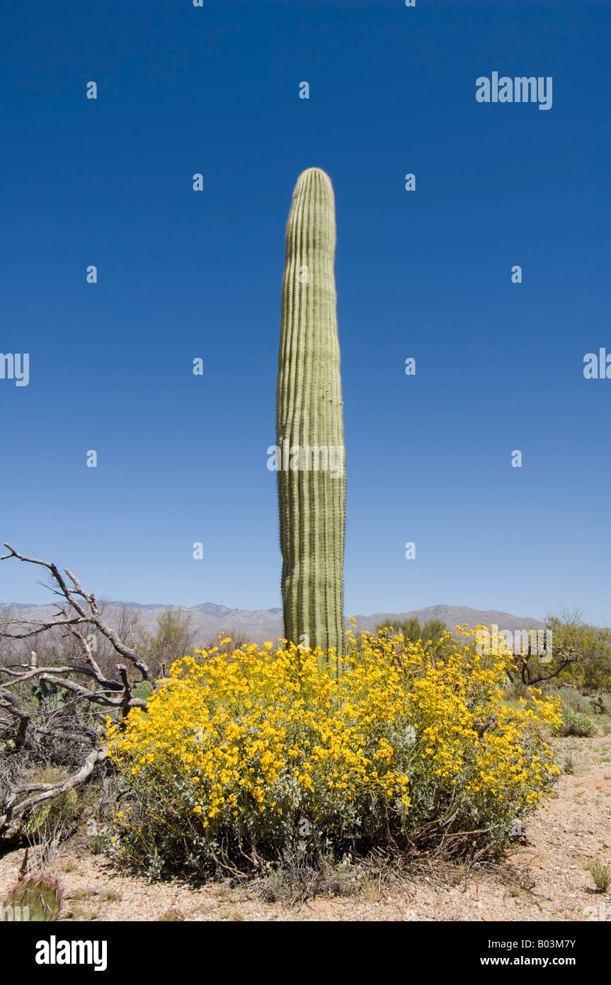 Saguaro Cactus et Canegiea Brittlebush gigantea et Encelia farinosa Banque D'Images