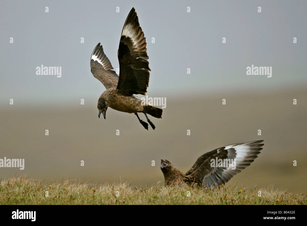 Grand Labbe Stercorarius skua un oiseau posé sur la lande le défendre s lieu de nidification contre un autre en vol Banque D'Images