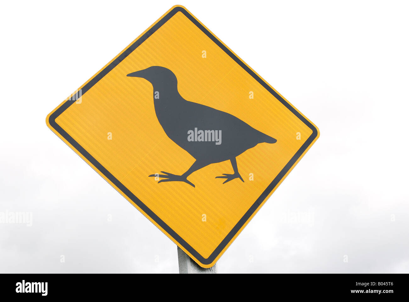 Attention Wekas Gallirallus australis australis (signe) en voie de disparition d'espèces d'oiseaux non volants, Westcoast Île du Sud, Nouvelle-Zélande Banque D'Images