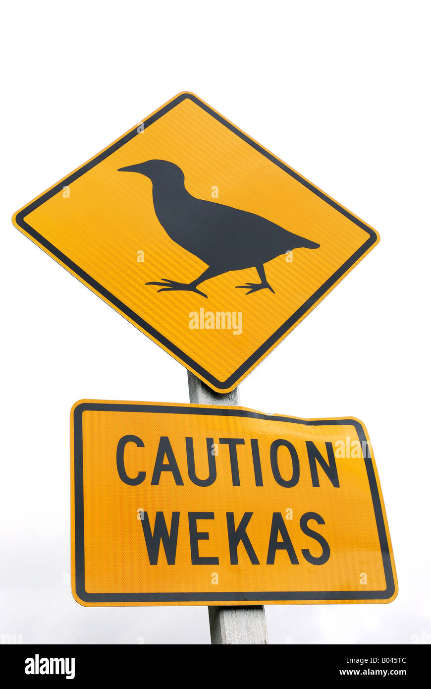 Attention Wekas Gallirallus australis australis (signe) en voie de disparition d'espèces d'oiseaux non volants, Westcoast Île du Sud, Nouvelle-Zélande Banque D'Images