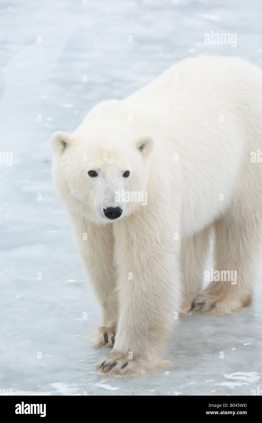 Ours polaire sur la glace Banque D'Images