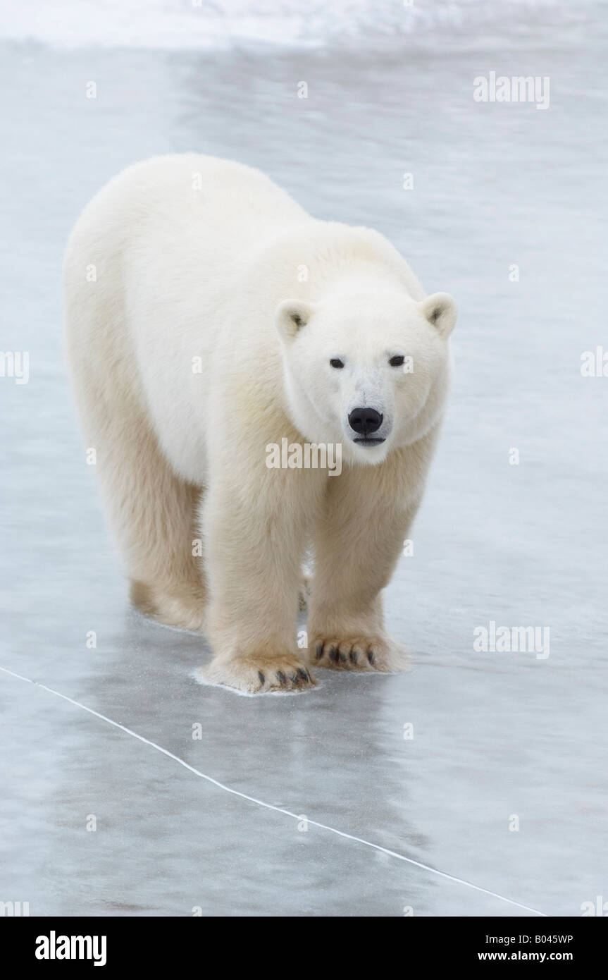 Ours polaire sur la glace Banque D'Images