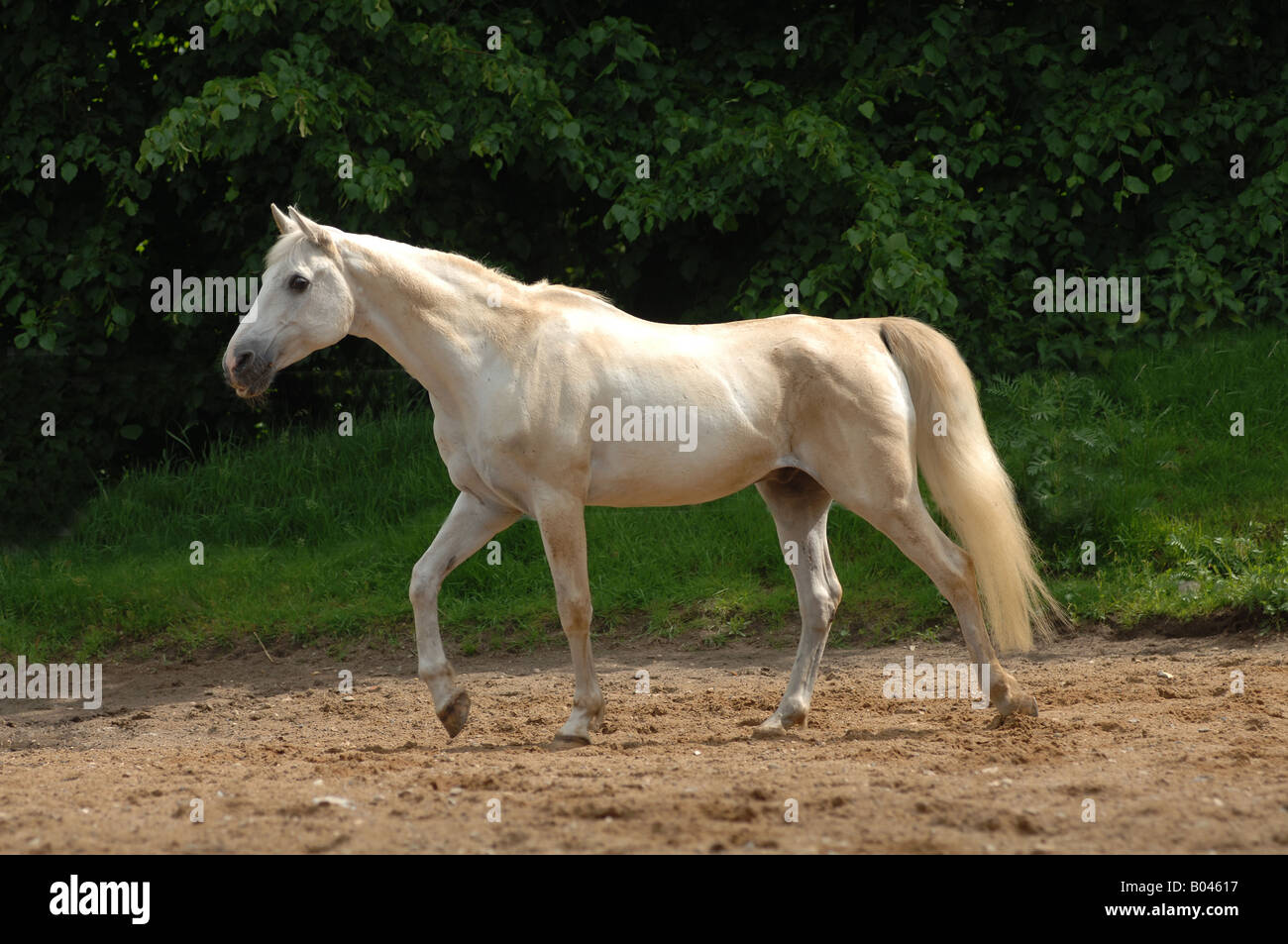 Schimmelpferd Schimmel gris cheval gris cheval Cheval blanc Banque D'Images