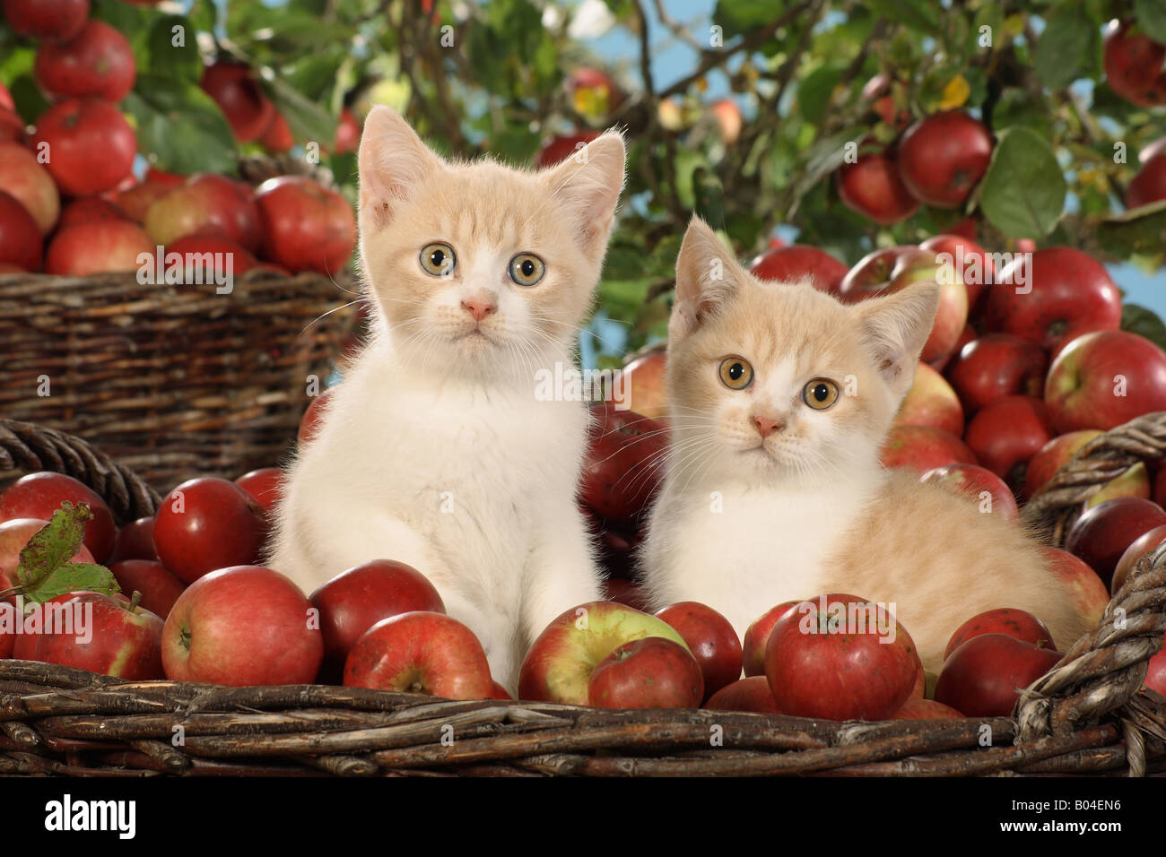 Deux chatons British Shorthair dans panier entre les pommes Banque D'Images