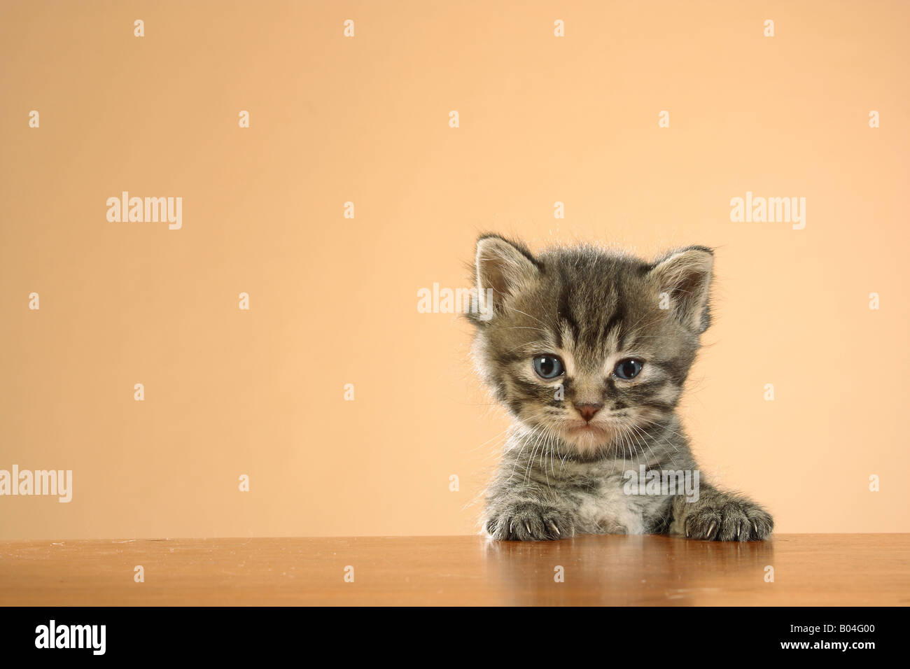 Chaton - pattes sur le rebord d'une table Banque D'Images Chaton - pattes sur le rebord d'une table Banque D'Images
