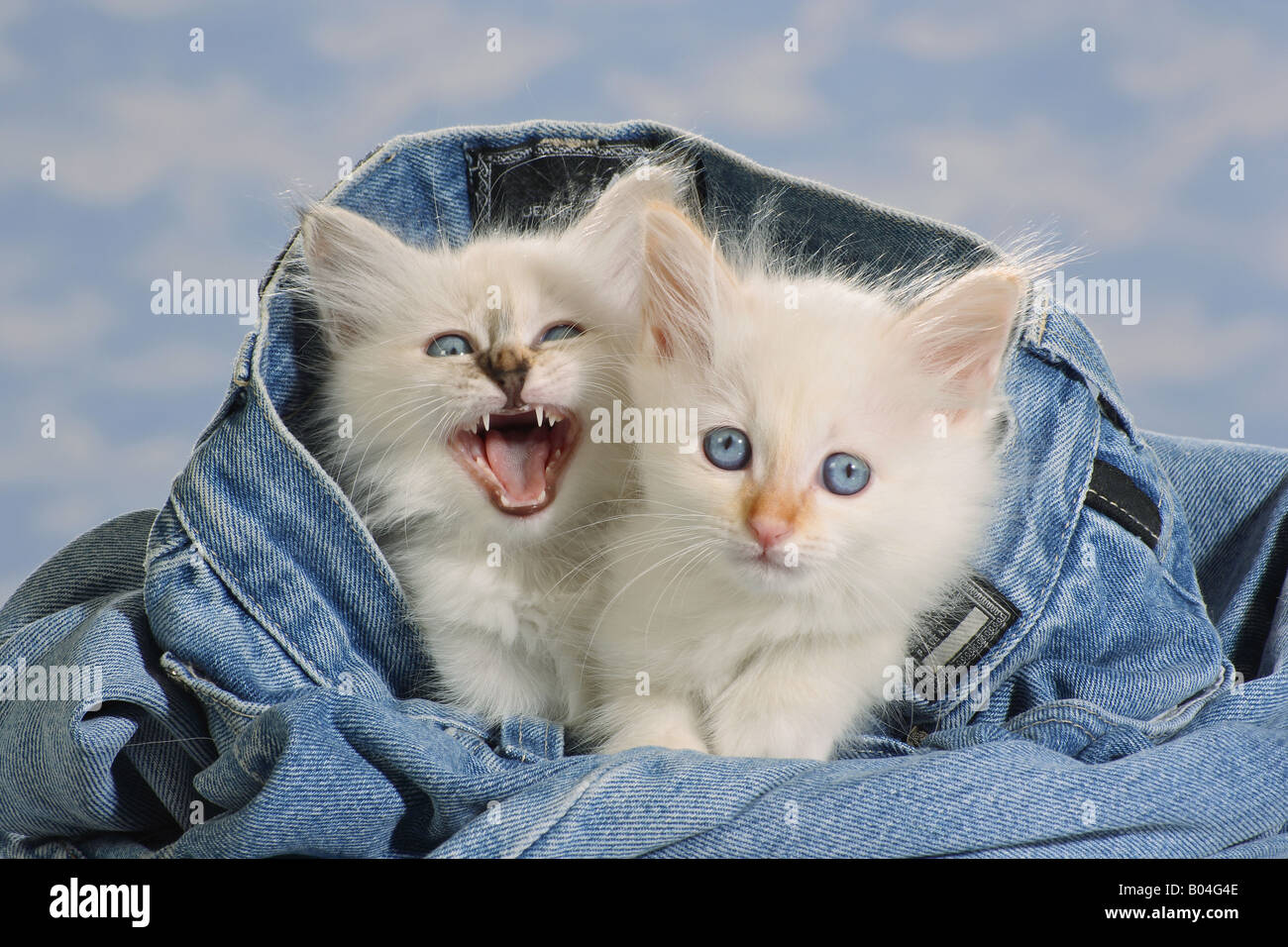 Chat Sacré de Birmanie - deux chatons en jeans Banque D'Images Chat Sacré de Birmanie - deux chatons en jeans Banque D'Images