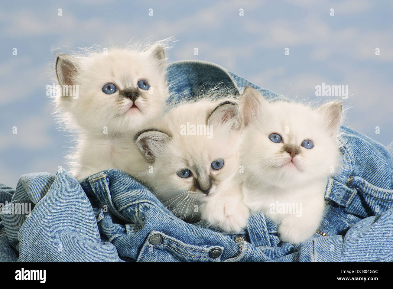 Chat Sacré de Birmanie - trois chatons en jeans Banque D'Images Chat Sacré de Birmanie - trois chatons en jeans Banque D'Images