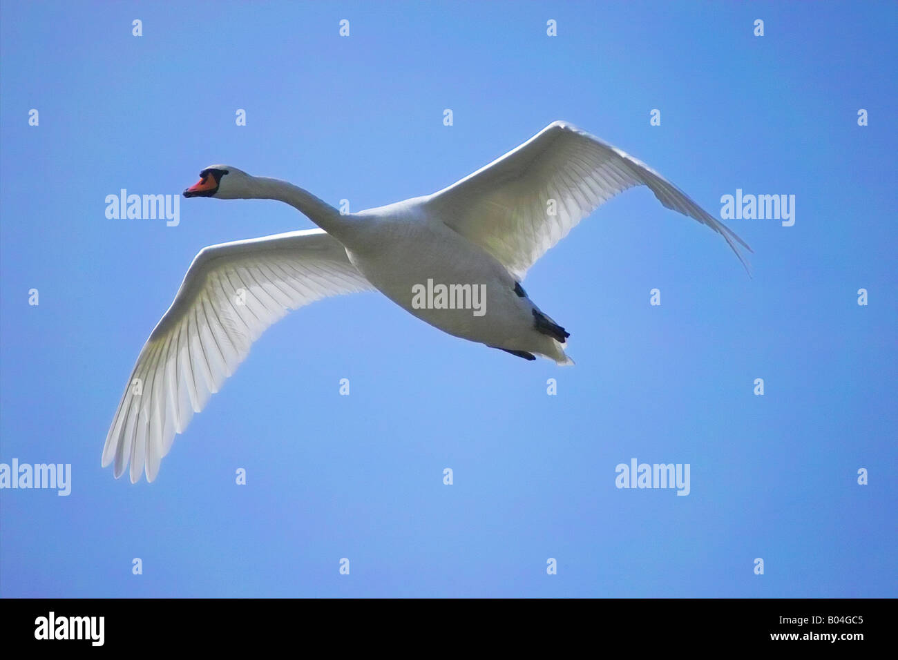 Cygne tuberculé - Cygnus olor / vol Banque D'Images