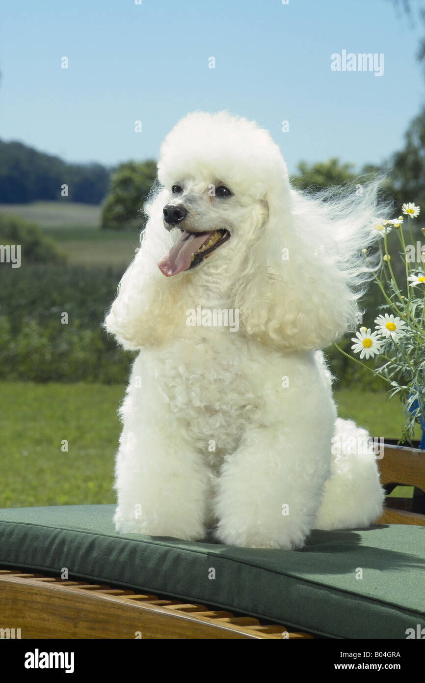 Caniche miniature blanc - assise sur une chaise Banque D'Images Caniche miniature blanc - assise sur une chaise Banque D'Images