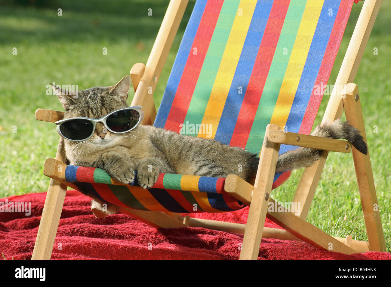 https://c8.alamy.com/compfr/b04hn3/chat-domestique-tabby-adulte-allonge-sur-une-chaise-longue-avec-lunettes-de-soleil-b04hn3.jpg