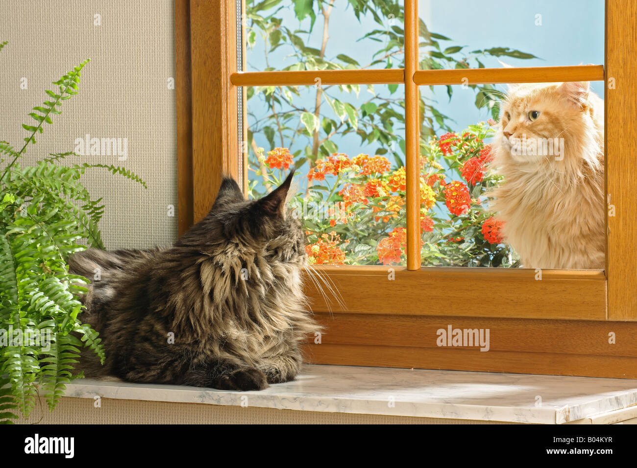 Deux Maine Coons à la fenêtre Banque D'Images Deux Maine Coons à la fenêtre Banque D'Images
