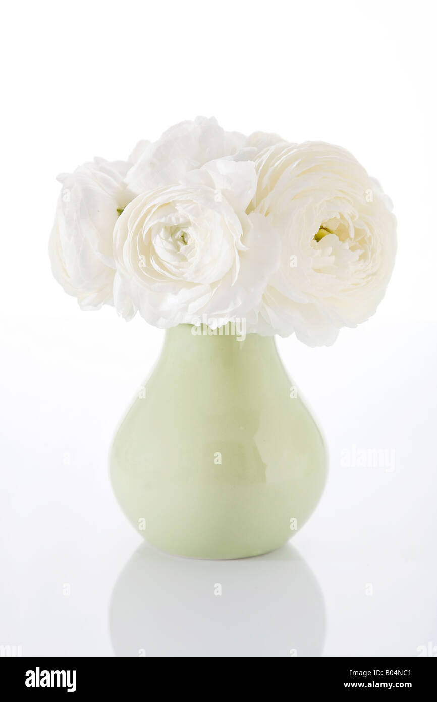 Pivoines blanches dans un vase Banque D'Images