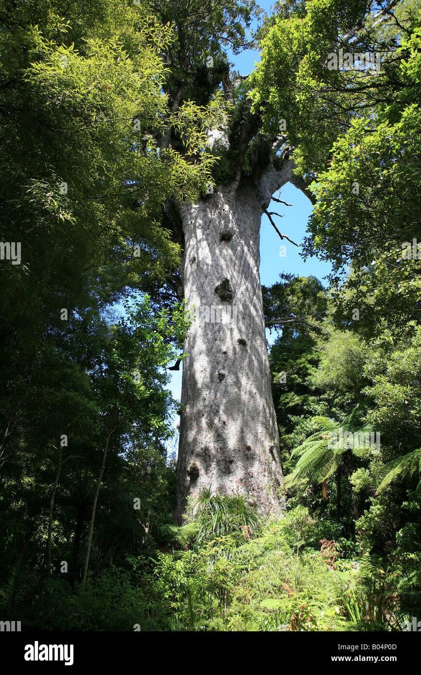Tane Mahuta -Père de la forêt - plus grand arbre kauri de Nouvelle-Zélande Banque D'Images