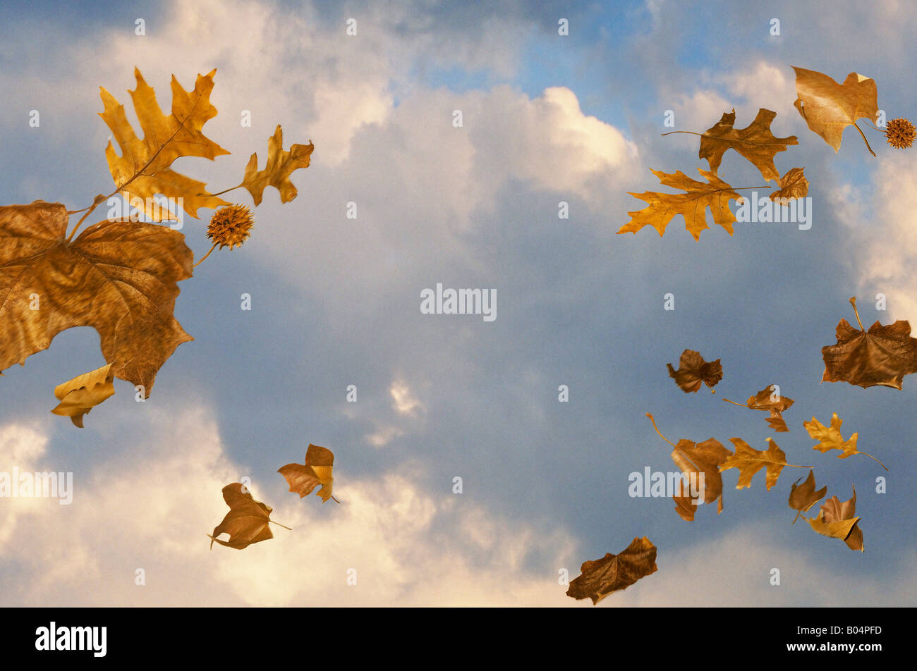 Осень листопад. Кружащийся в воздухе лист. Листья кружатся в воздухе. Кружащийся в воздухе лист. Осень листопад.