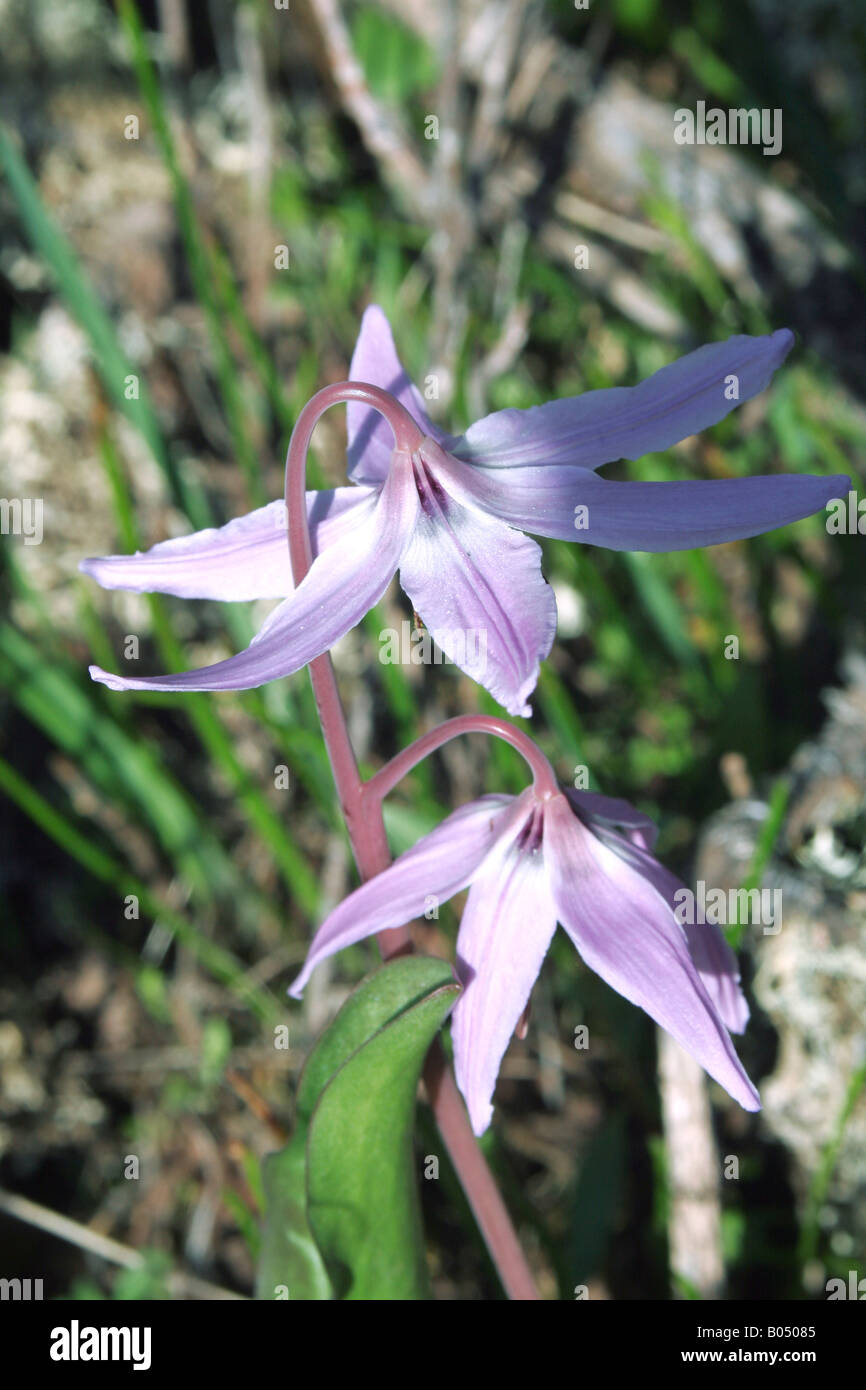 L'Erythronium hendersonii Henderson's fawn-lily Banque D'Images