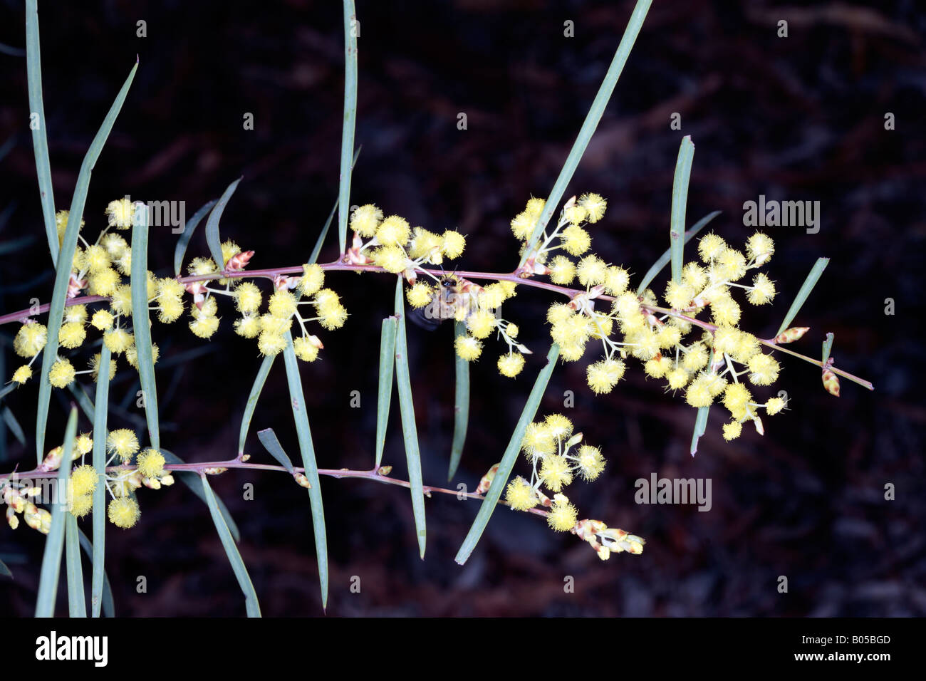 Gamme Flinders et Wattle Acacia iteaphylla- de l'abeille Apis mellifera et-Famille Mimosaceae Banque D'Images