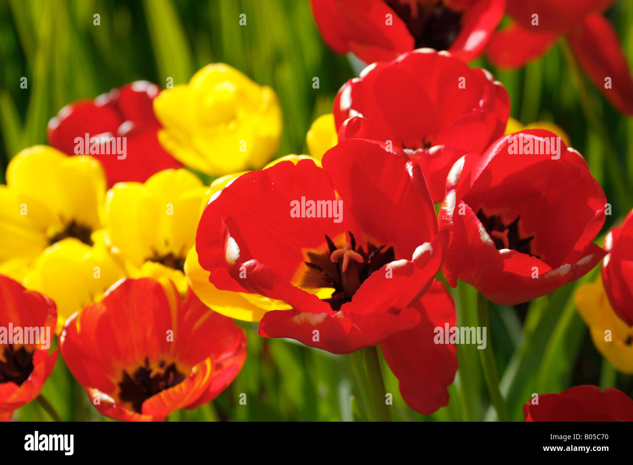 Tulipe Jaune Et Rouge Banque d'image et photos - Alamy