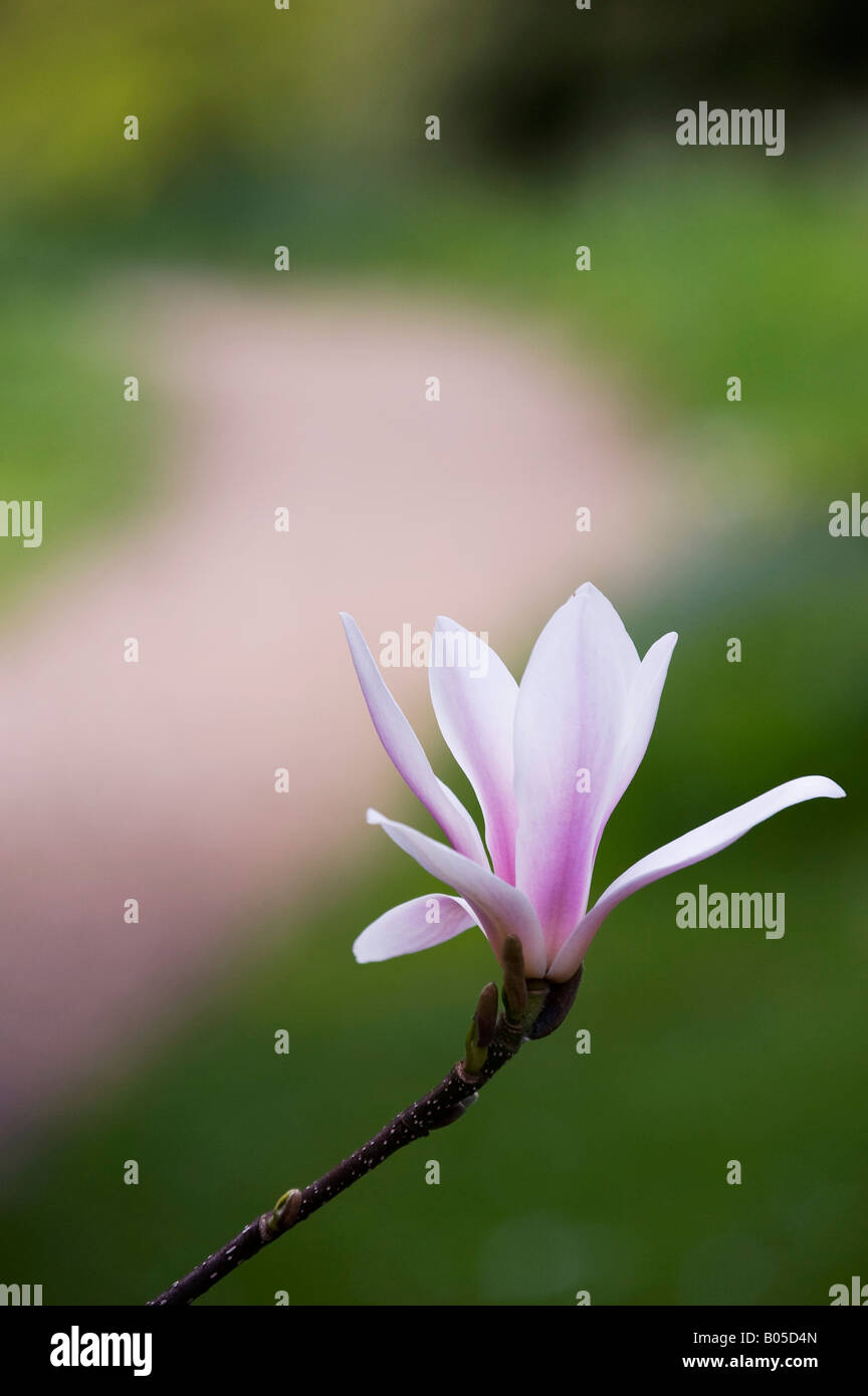 Magnolia x Lysimachia clethroides Duby Lysimachia fortunei Maxim fleur en avril. UK Banque D'Images