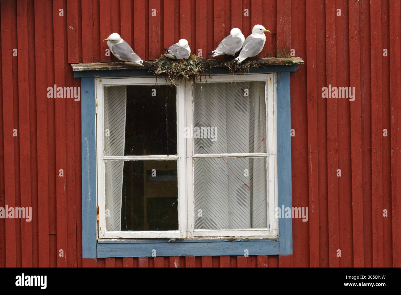 Goéland argenté (Larus argentatus), des goélands nichant sur fenêtre, Norvège, îles Lofoten Banque D'Images
