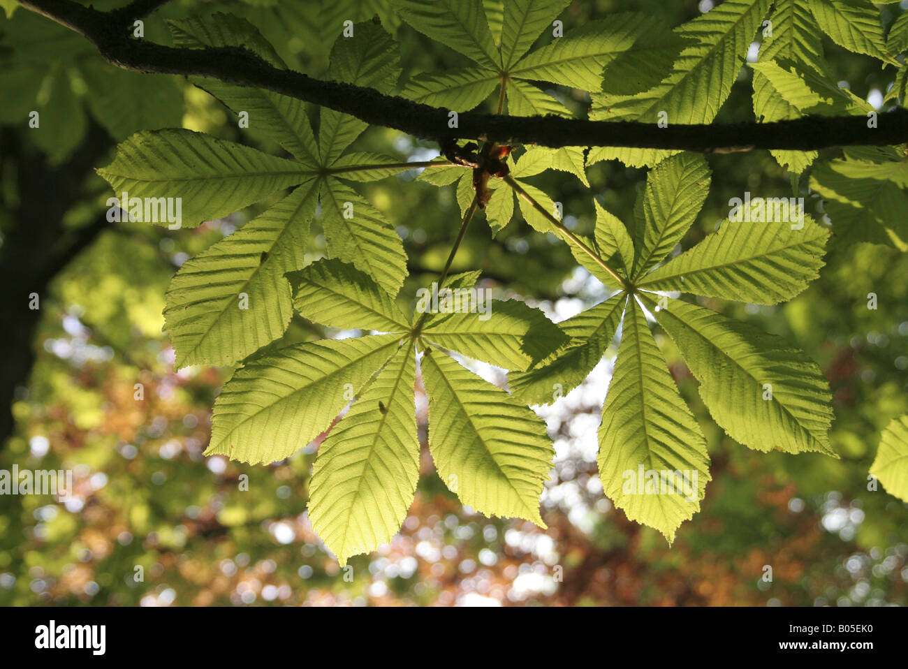 Le marronnier commun (Aesculus hippocastanum), de feuilles en rétro-éclairage, Allemagne Banque D'Images